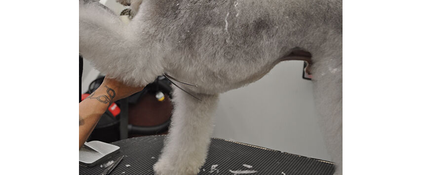 How to Groom a Bedlington Terrier